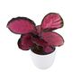 Calathea Roseopicta ‘Rosy’ – Indoor Prayer Plant With Stunning Pink Leaves 12cm Pot, thumbnail 6 of 9
