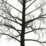 Black And White Tree Silhouette Print, thumbnail 3 of 5