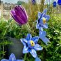 Forget Me Not Garden Stake Set Of Two, thumbnail 3 of 6
