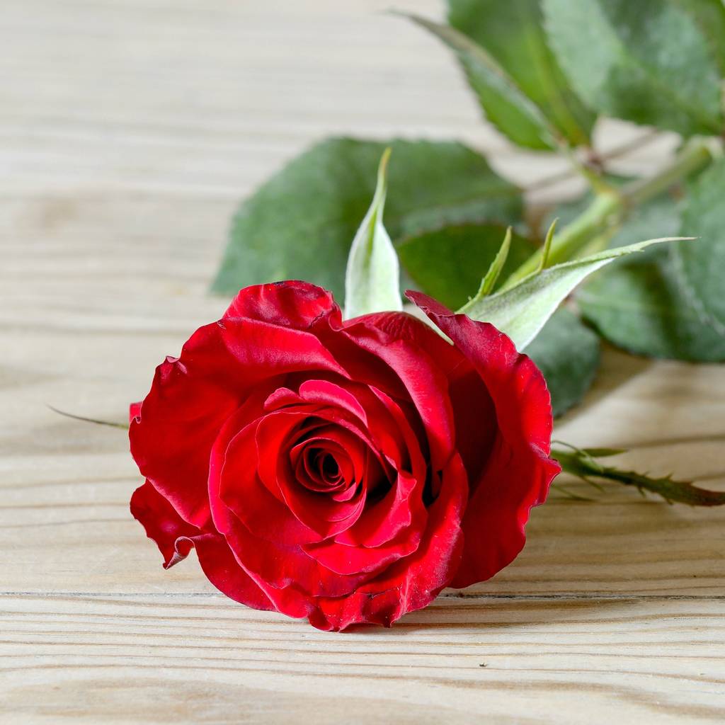 Luxury Romantic Single Fresh Red Rose By The Flower Studio ...