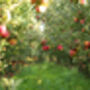 Apple Fruit Trees One X 10 L Pot, thumbnail 2 of 6