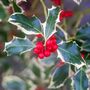 Holly Plant Ilex 'Silver Queen' One X One Litre Pot, thumbnail 4 of 5