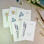 Set Of Six Botanical Wildflower Mini Notecards, thumbnail 4 of 7