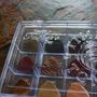 Father's Day Tray With 18 Exotic Timber Guitar Picks, thumbnail 8 of 10