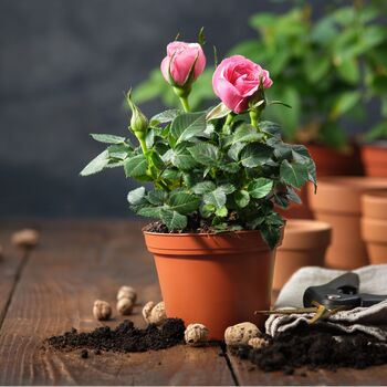 Miniature Rose Blush Pink Two Plants In 10.5cm Pots, 3 of 4