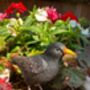 Lifelike Blackbird Garden Sculpture Gift Ornament Frost Proof, thumbnail 4 of 9