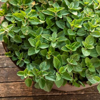 Herb Plants Oregano Two X 9cm Pots, 3 of 5