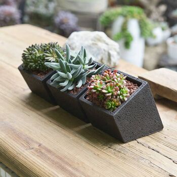 Black Cement Planter With Choice Of Plant, 4 of 8