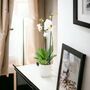 Double Stem White Phalaenopsis Orchid In Pot, thumbnail 1 of 3