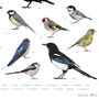 British Garden Birds Illustrated Print, thumbnail 5 of 6