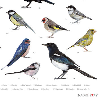 British Garden Birds Illustrated Print, 5 of 6
