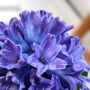 Fresh Hyacinth Bulb In Glass Vase, thumbnail 2 of 4