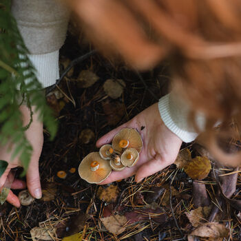 Autumn Foraging Workshop For One In The South Downs, 3 of 12
