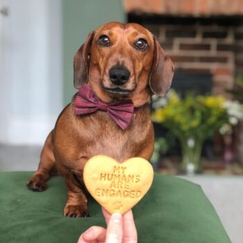 'My Humans Are Engaged' Dog Biscuits Engagement Gift, 7 of 7