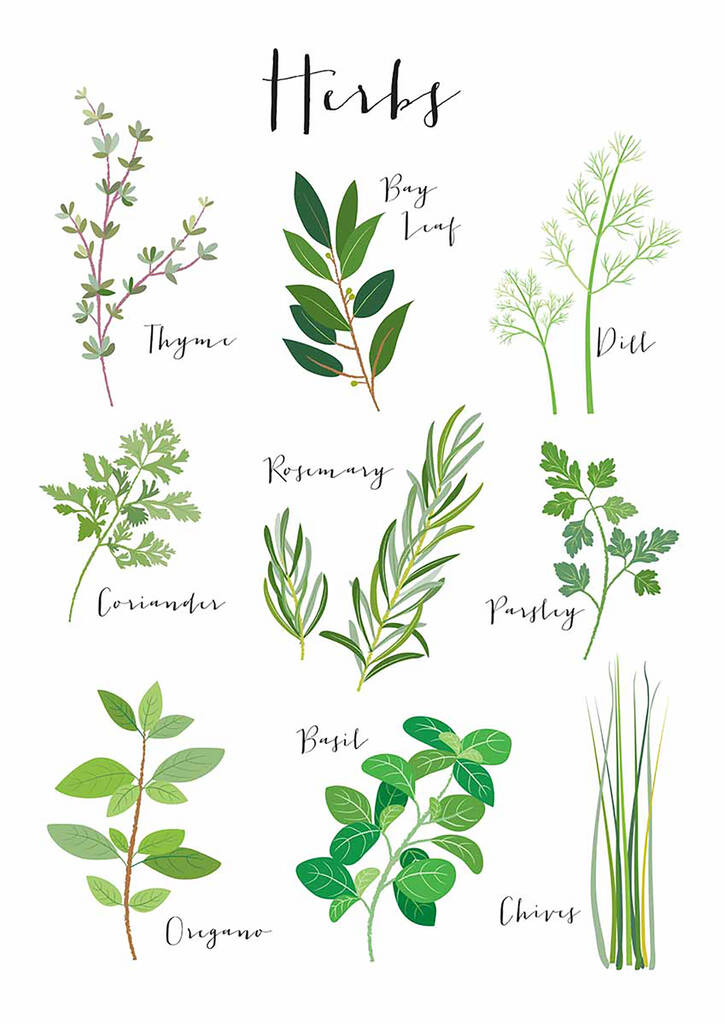 Culinary Herbs A4 Art Print By Klara Hawkins