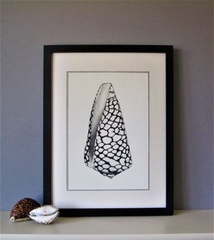 Framed Limited Edition Marble Cone Shell Giclee Print, 4 of 6