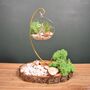 Diy Air Plant Terrarium Kit Hanging Terrarium Gift Forest Green With Optional Gold Stand, thumbnail 6 of 7