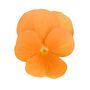 Flowers Pansy 'Clear Orange' Six X Plant Pack, thumbnail 1 of 8