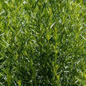 Herb Plants 'French Tarragon' Two X Plants 9cm Pots, 4 of 10