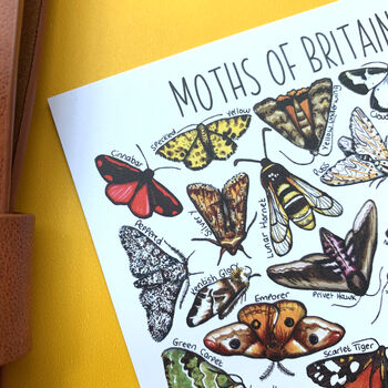 Moths Of Britain Watercolour Postcard, 3 of 9