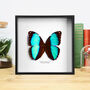 Blue Banded Morpho Butterfly Entomology Taxidermy Frame, thumbnail 1 of 3