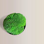 Preserved Moss In Ceramic Sugar Bowl For Table Centrepiece, thumbnail 2 of 6
