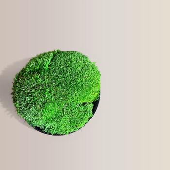 Preserved Moss In Ceramic Sugar Bowl For Table Centrepiece, 2 of 6