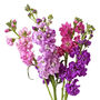 Flowers Stocks 'East Lothian' 12 X Plug Pack, thumbnail 1 of 5