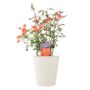 Warm Welcome Climbing Rose Pot, thumbnail 4 of 5