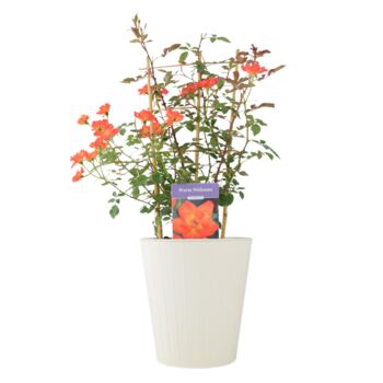Warm Welcome Climbing Rose Pot, 4 of 5