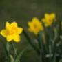 Mixed Selection Of Daffodils 30 X Bulb Pack, thumbnail 4 of 5