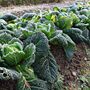 Vegetable Plants Cabbage 'Savoy' 12 X Plant Pack, thumbnail 5 of 12