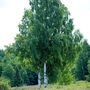 Silver Birch Tree Betula Pendulus 'Alba' 10 L Pot, thumbnail 1 of 3