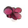 Calathea Roseopicta ‘Rosy’ – Indoor Prayer Plant With Stunning Pink Leaves 12cm Pot, thumbnail 3 of 9