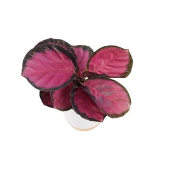 Calathea Roseopicta ‘Rosy’ – Indoor Prayer Plant With Stunning Pink Leaves 12cm Pot, 3 of 9