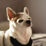 Chihuahua Silhouette Dog Mug, thumbnail 4 of 8