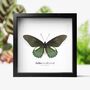 Belus Swallowtail Handcrafted Frame, thumbnail 1 of 3
