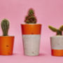 Concrete Pot Tall With Cactus/ Succulent In Orange, thumbnail 3 of 3