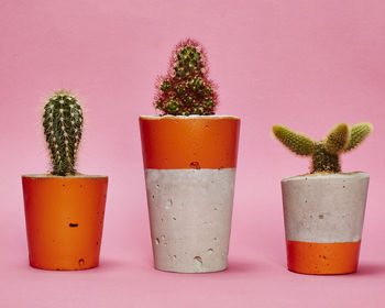 Concrete Pot Tall With Cactus/ Succulent In Orange, 3 of 3