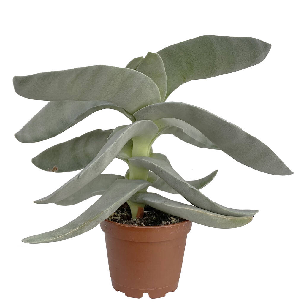 Jade Propeller Plant Rare Succulent House Plant By Clouds Hill