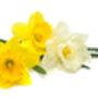 Spring Bulbs Daffodils 'Mixed' Bulb Pack, thumbnail 3 of 6