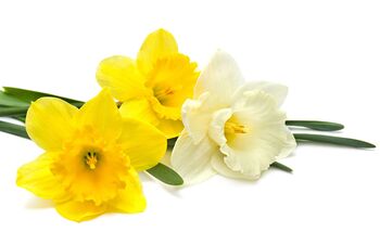 Spring Bulbs Daffodils 'Mixed' Bulb Pack, 3 of 6