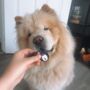Dog Breed Personalised Pet ID Tag, thumbnail 11 of 12