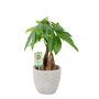 Pachira Money Tree With Braided Trunk – 12cm Pot, thumbnail 5 of 12