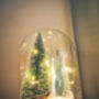 Christmas Terrarium Kit, Glass Dome With Fairy Lights, thumbnail 5 of 8