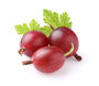 Gooseberry Plants, 'Hinnonmaki Red', thumbnail 1 of 8