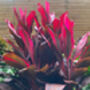 Houseplant Cordyline 'Strawberry Queen' 15cm Pot, thumbnail 4 of 5