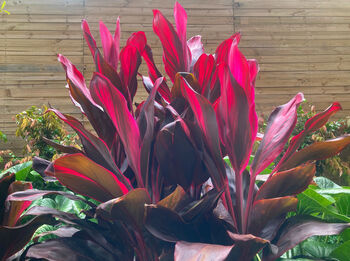 Houseplant Cordyline 'Strawberry Queen' 15cm Pot, 4 of 5