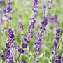 Lavender Plants Phenomenal Two X One Litre Pots, thumbnail 6 of 6