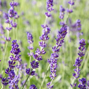 Lavender Plants Phenomenal Two X One Litre Pots, 6 of 6